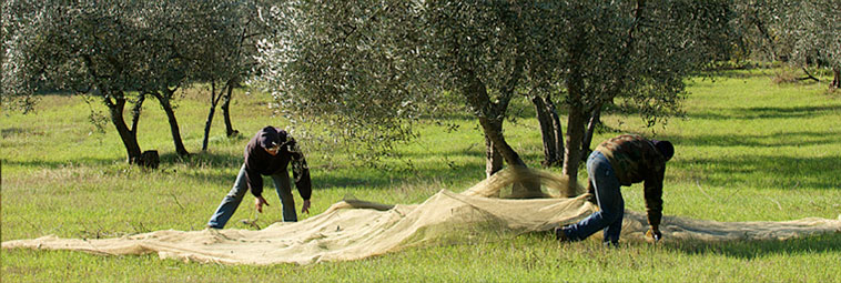 raccolta delle olive 2